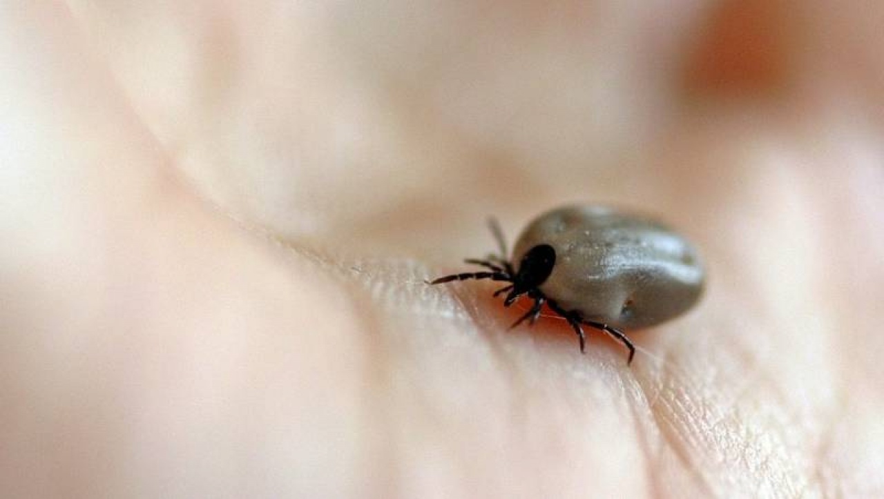 Hamarosan kezdődik a kullancsszezon