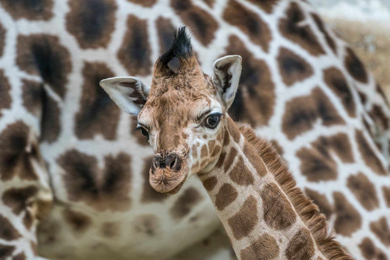 Zsiráfborjú látott napvilágot a Nyíregyházi Állatparkban