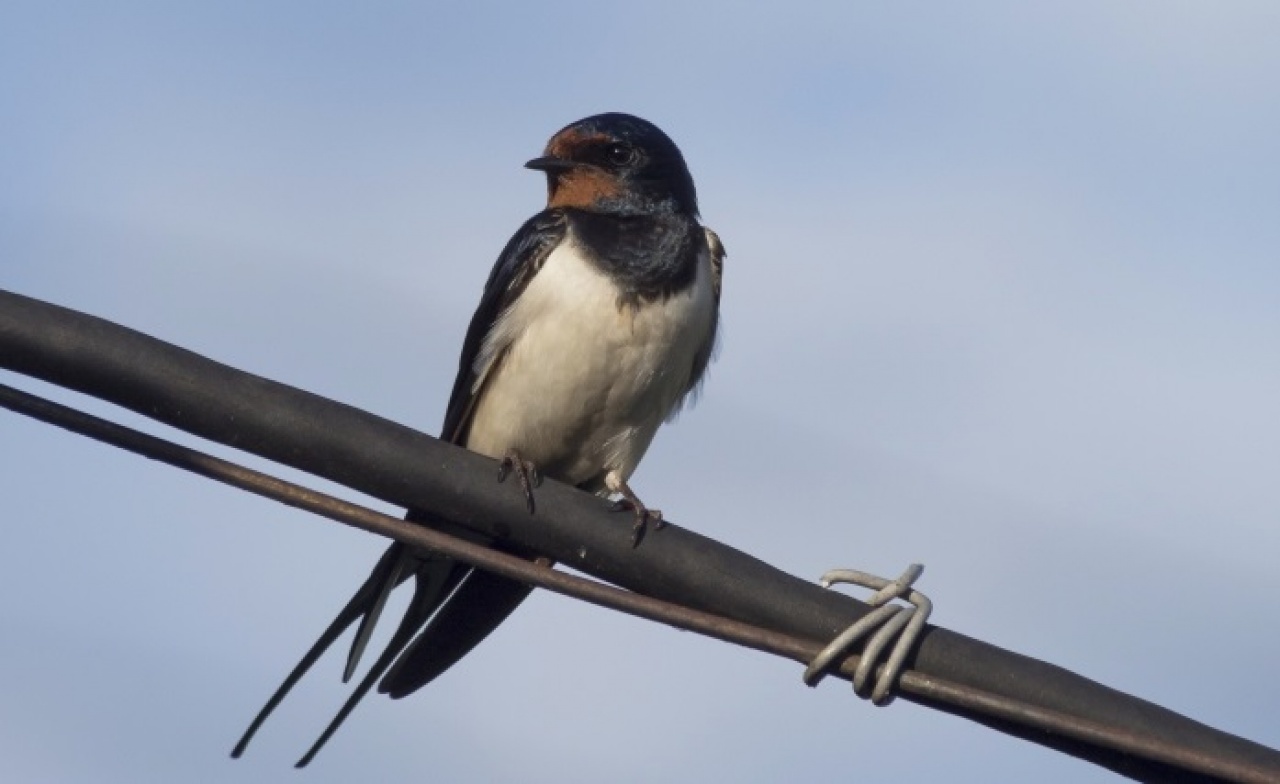 Madártani egyesület – A lakosságnak kiemelt szerepe van a fecskék védelmében 