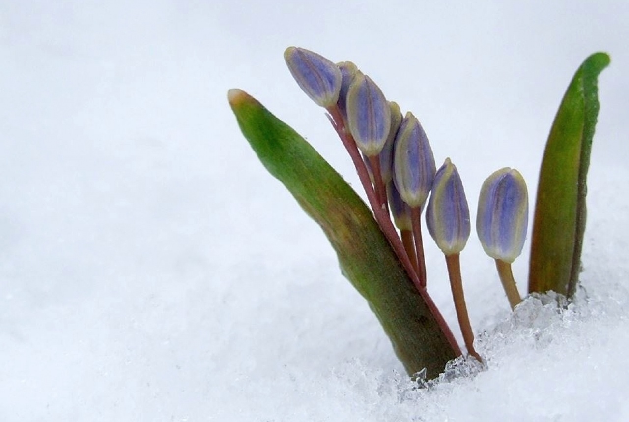 Csillagvirág-számlálás locsolkodás után – a Sóstói-erdőben