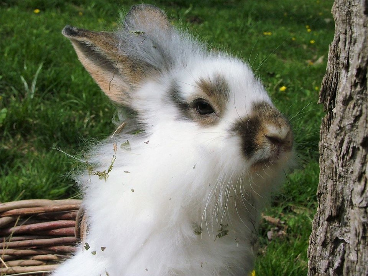 Nyíregyházi Állatpark: Húsvét után is legyen boldog a nyuszi, avagy nyuszitartás kezdőknek