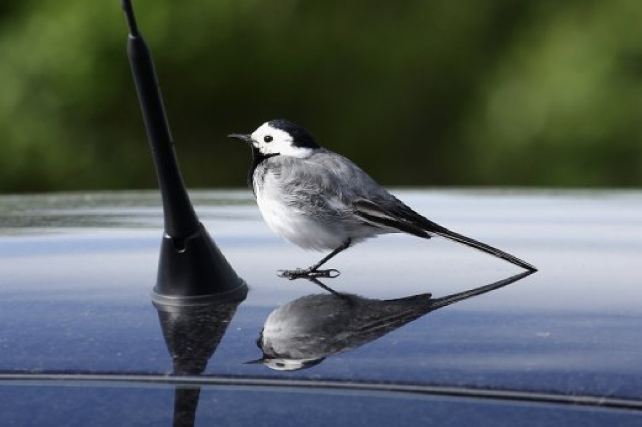 A költési időszakkal beköszöntött az ablakokat, autókat „támadó” madarak szezonja