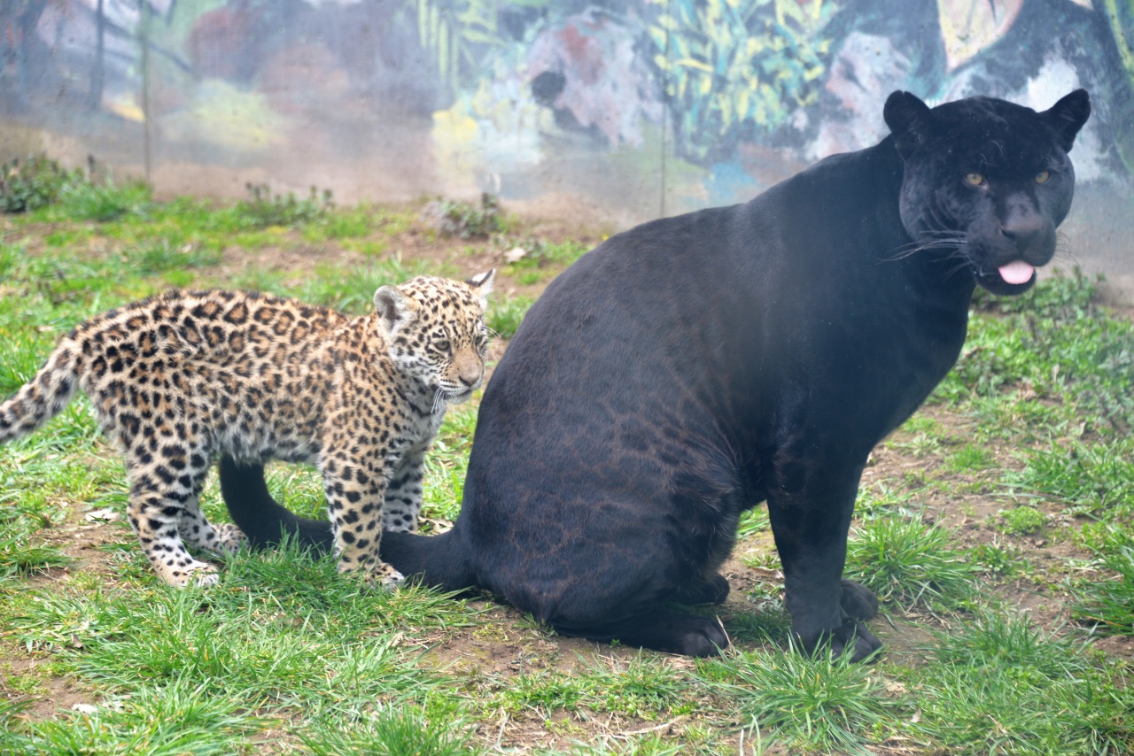 Már ismerkedik a külső kifutóval a tavaly decemberben született jaguár kölyök