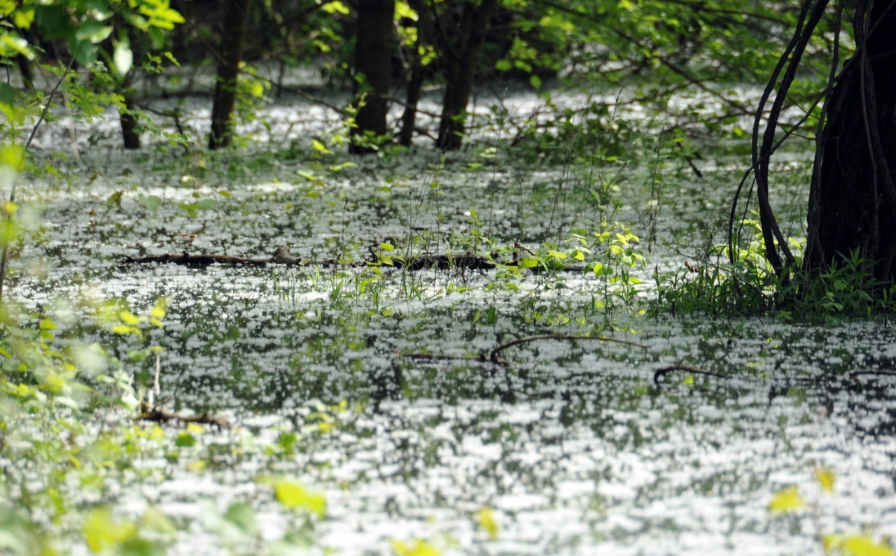 Meghozta a tavasz a pollenszezont