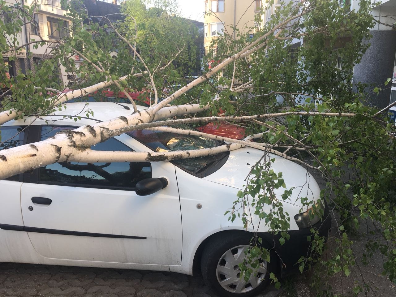 Gépkocsikra dőlt egy nyárfa
