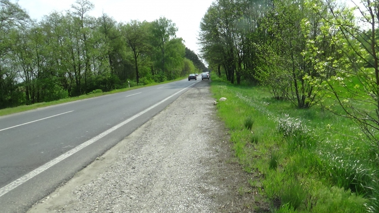 Több vadat ütöttek el hétvégén a térségbeli főútvonalakon