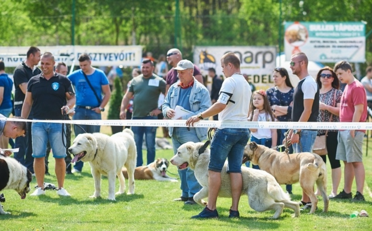 A Tiszántúli Ebtenyésztők Sportegyesülete rendezett országos kutyakiállítást Nyíregyházán