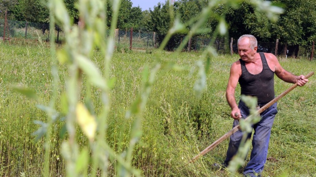 Nébih – A gazdák minél előbb kezdjék el a parlagfű-mentesítést
