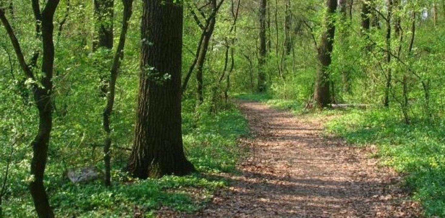 Elkezdődött az erdei sétány és ökológiai sétaút építése