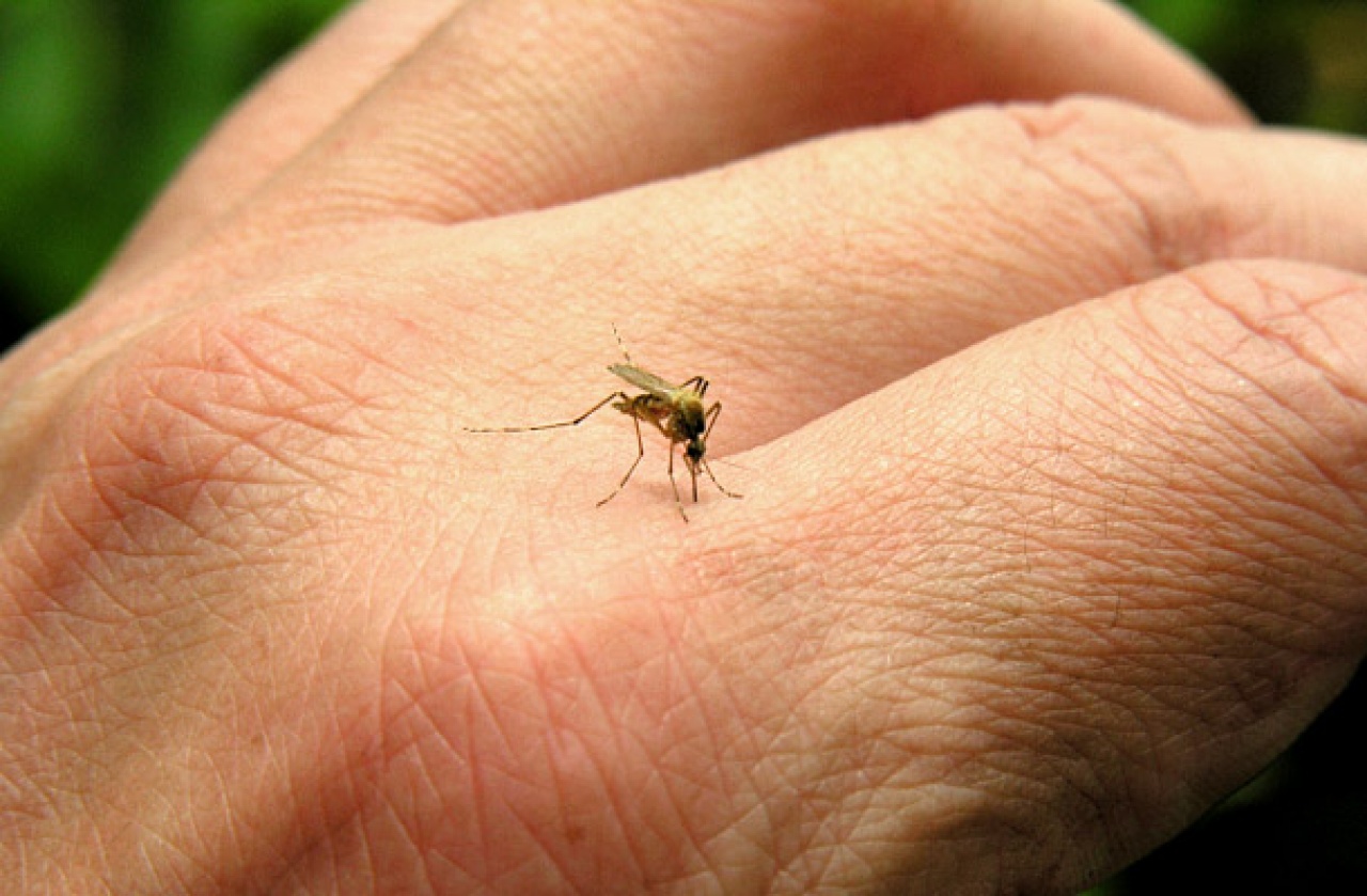 Készülnek a harcra a vérszívók hada ellen – 283 hektáron irtják a szúnyoglárvákat