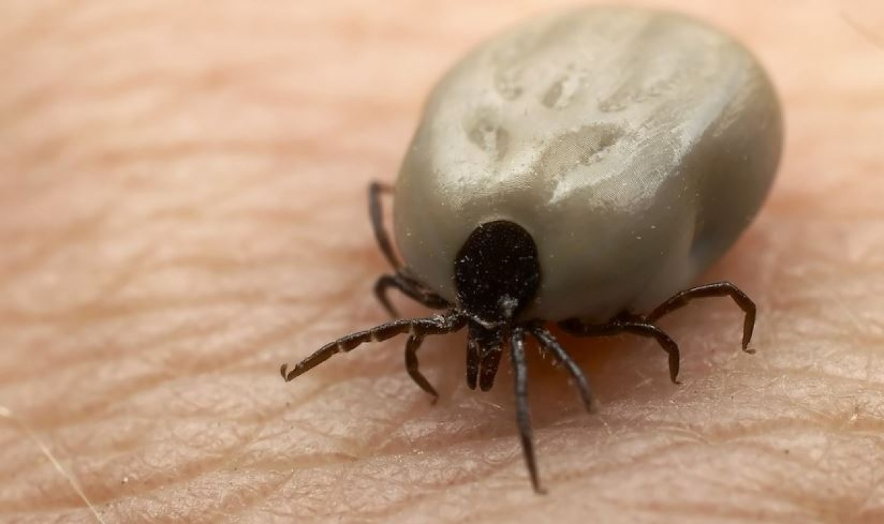 A kullancsok fele fertőz