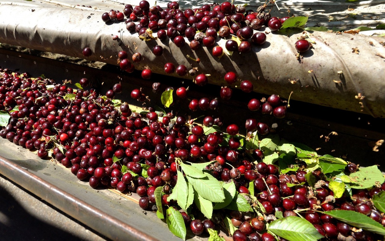 Nem ígérnek drágulást a gazdák, szépen fejlődnek a gyümölcsök szerte az országban
