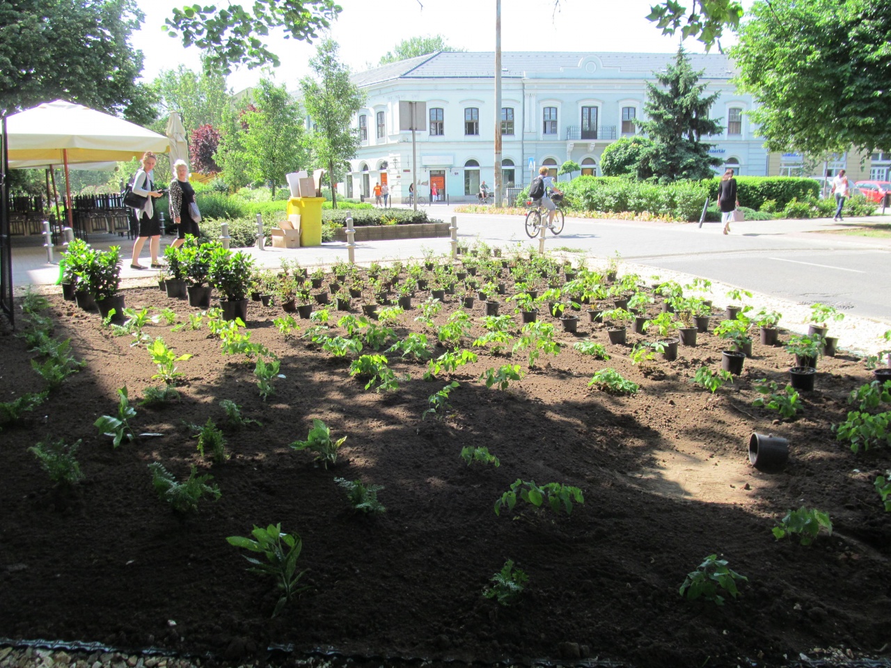 Egyre zöldebb a város – Örökzöldek és cserjék a Hősök terén