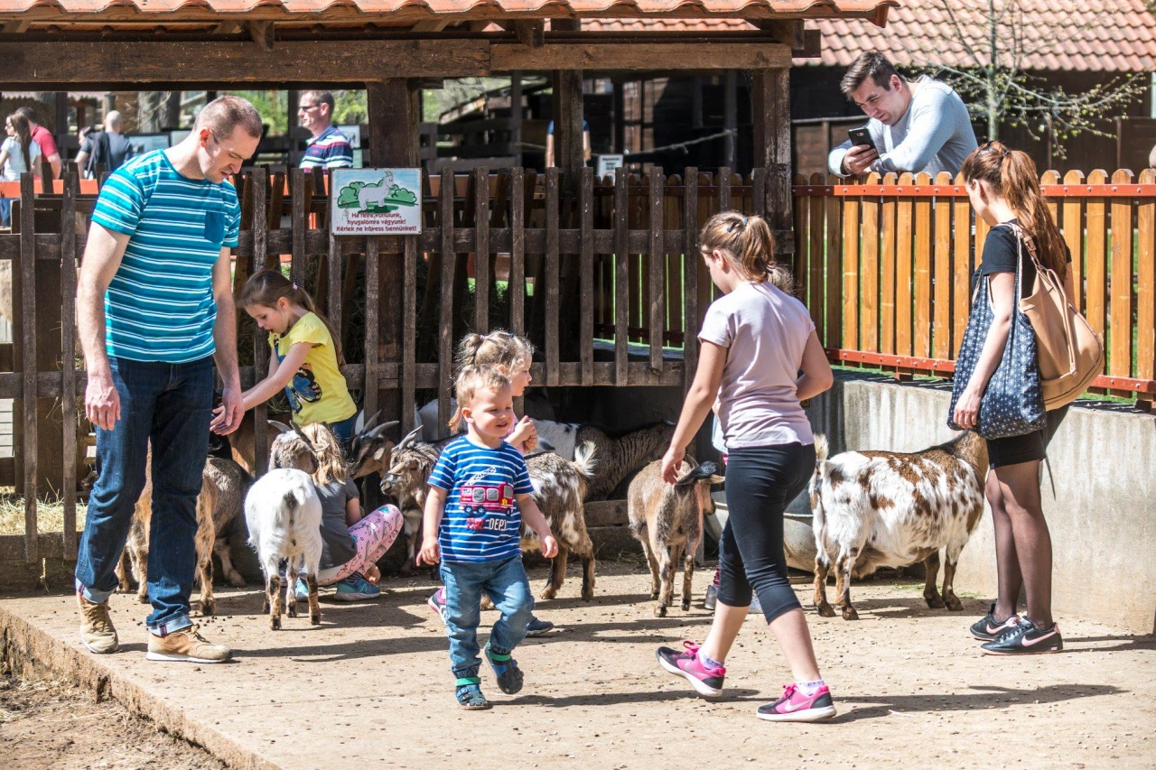 Cukiságfaktor kimaxolva – Hemzseg az élet a Nyíregyházi Állatpark parasztudvarában