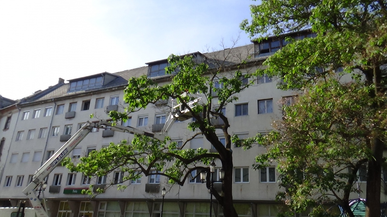 Forgalomkorlátozás a belvárosban – Balesetveszélyes fa ágait gallyazták