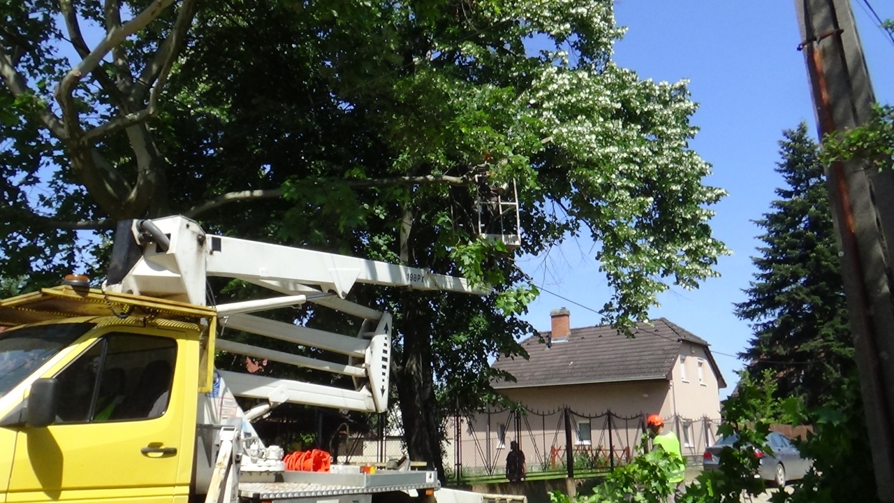 Forgalomkorlátozás a Vénusz utcában – Elszáradt faágakat vágtak le
