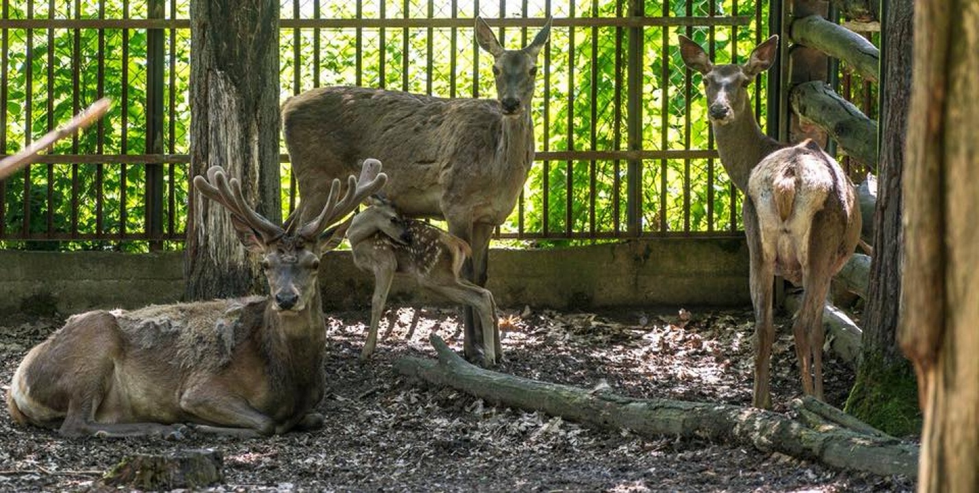 Újabb borjúval gyarapodott a Nyíregyházi Állatpark gímszarvas csapata