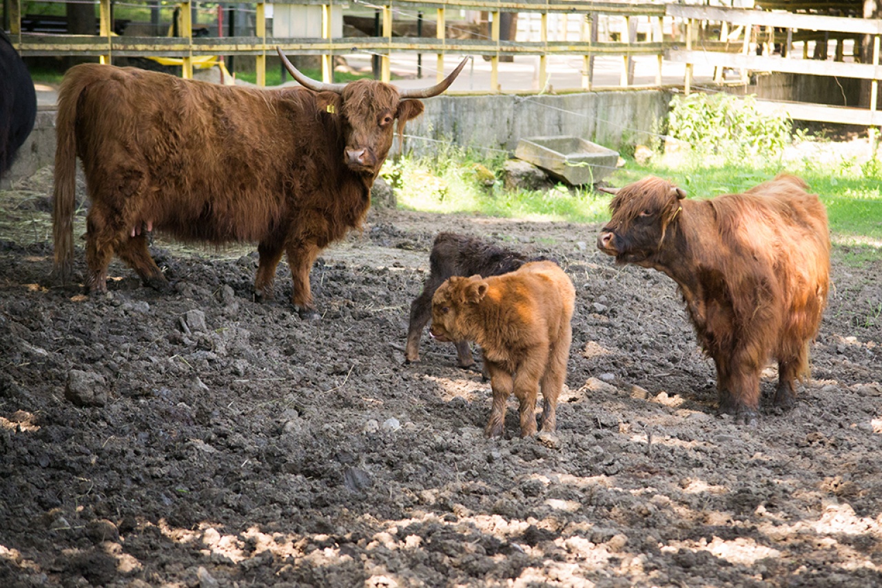 Bővült a Nyíregyházi Állatpark skót felföldi marha állománya – A jövevény már látogatható!