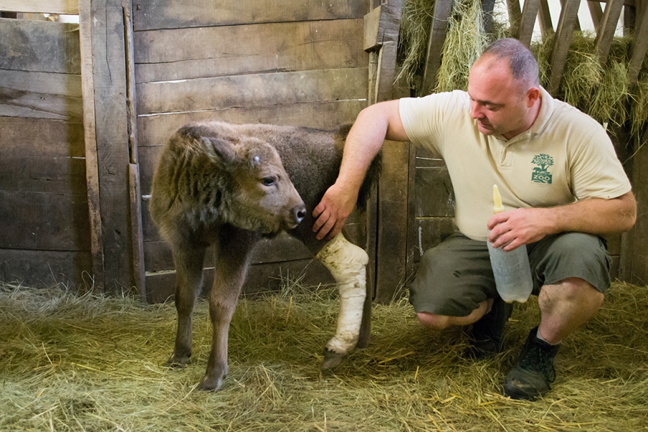 Európai bölényt nevel a Nyíregyházi Állatpark vezető gondozója