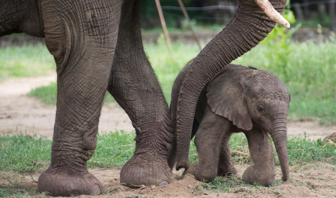 Látta már a nyíregyházi kis elefántot? Ma reggel született!