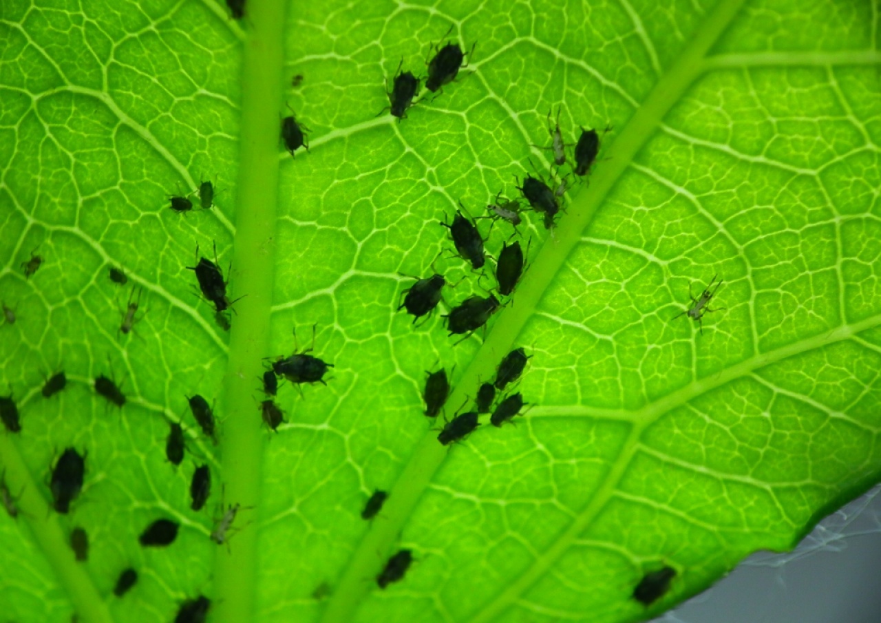 Próbára tette a nyíregyházi lakosokat a levéltetvek hada, de már lassan itt a vége!