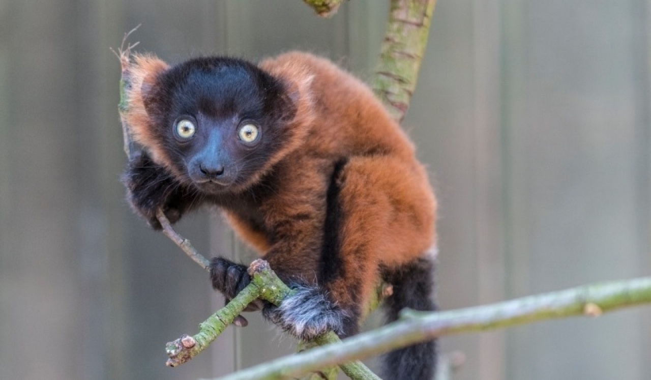 Újabb kicsinyeket hozott a gólya a Nyíregyházi Állatparkba