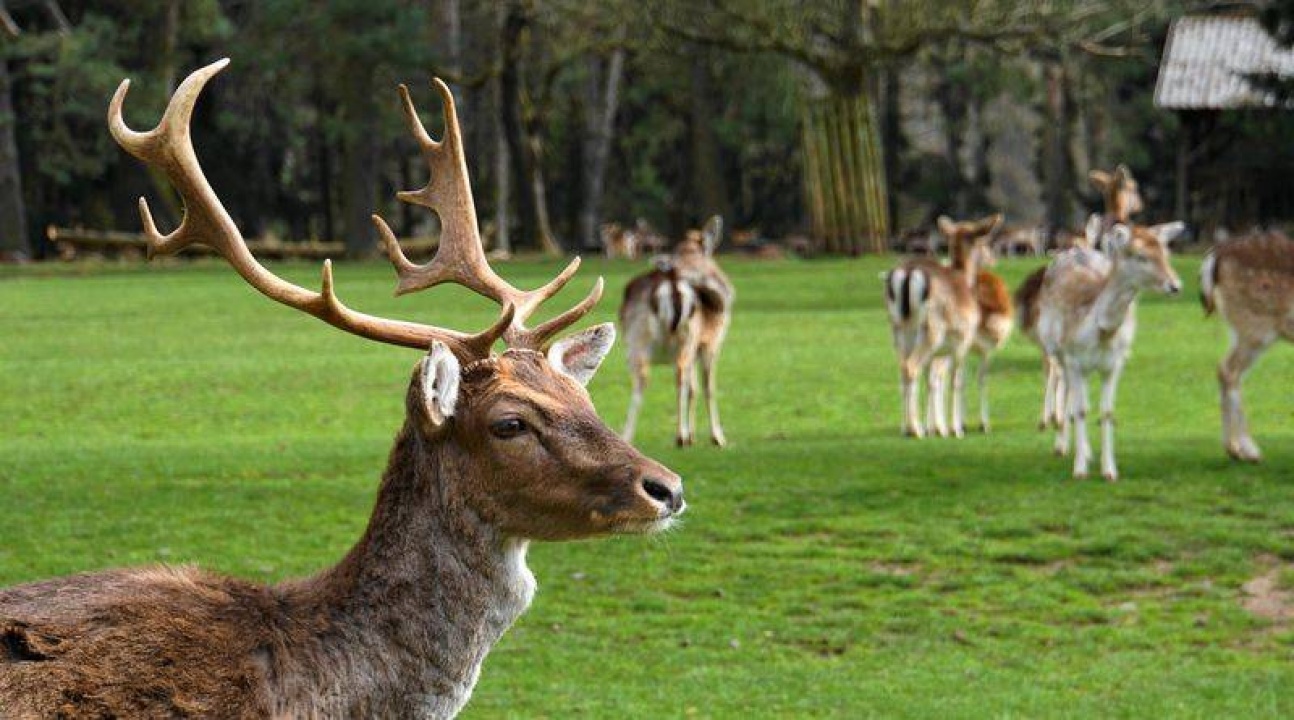 Nemzeti Agrárgazdasági Kamara – Vadkárfelmérési-útmutató készül