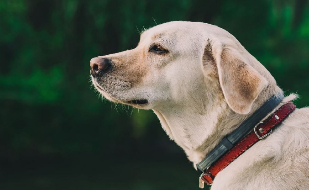 Önnek vannak háziállatai?