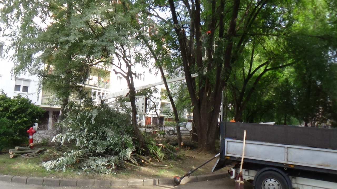 Biztonságban a Kert utcán is! – Balesetveszélyes faágakat távolítottak el