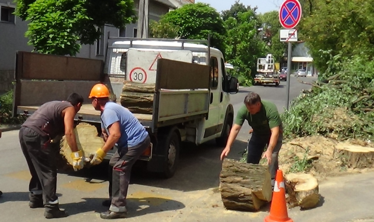 Gallyazás és faápolás – Életveszélyes helyzeteket okozhatnak az ágak, fontos a megelőzés!