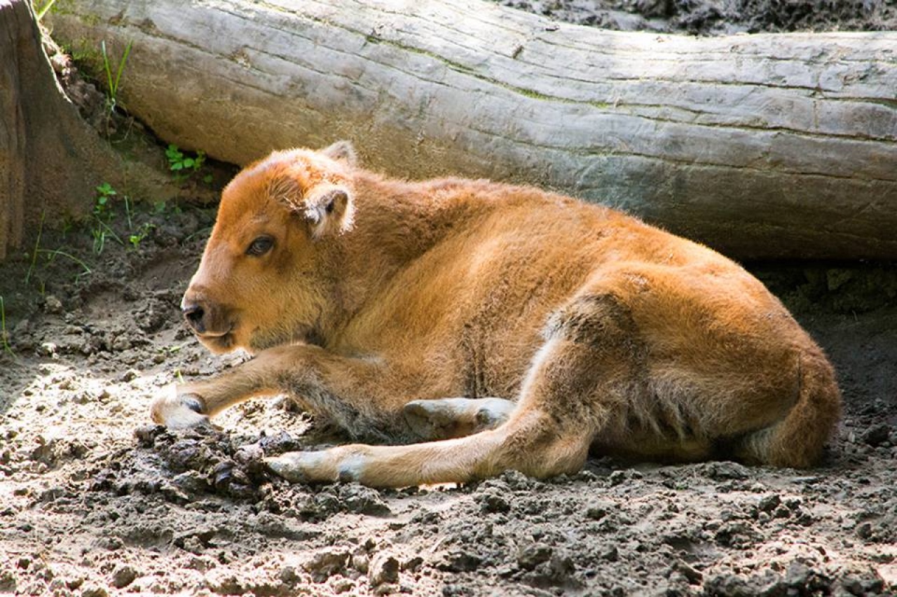 Büszke lehet a bölénypapa – Ismét amerikai bölény látott napvilágot Nyíregyházán
