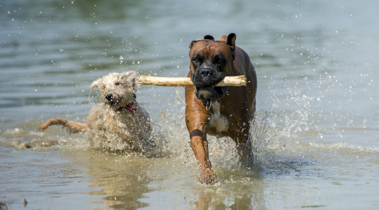 Ezek a jelek utalnak arra, hogy kutyánk hőgutát kapott