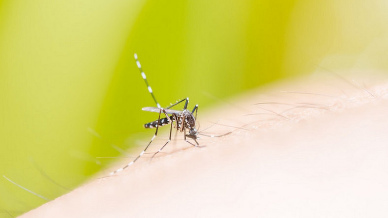 Folytatódik az irtás – Nem bánnak kesztyűs kézzel a szúnyogokkal a NYÍRVV szakemberei