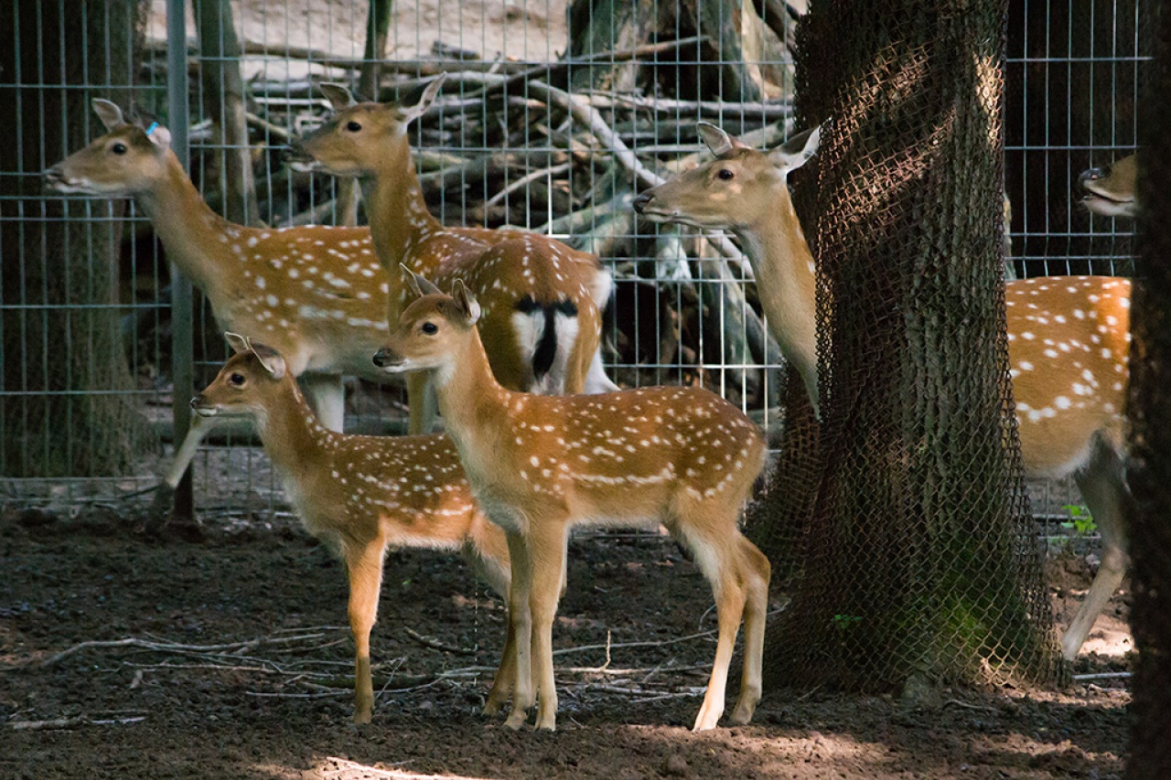 Szikaszarvasok: A természetben már kipusztultak, de a Nyíregyházi Állatparkban korántsem! 