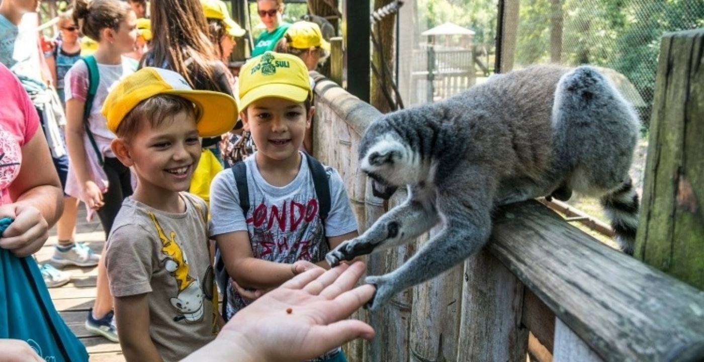 A makietetés a kedvenc – Véget ért a Zoo-Suli, megkérdeztük, mit szóltak hozzá a gyerekek