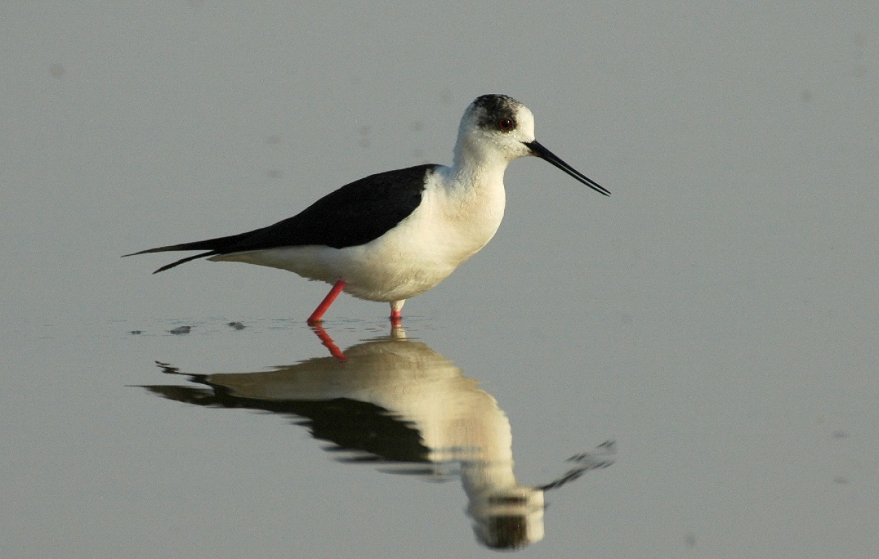 A gólyatöcs nyerte a 2019 év madara lakossági szavazást