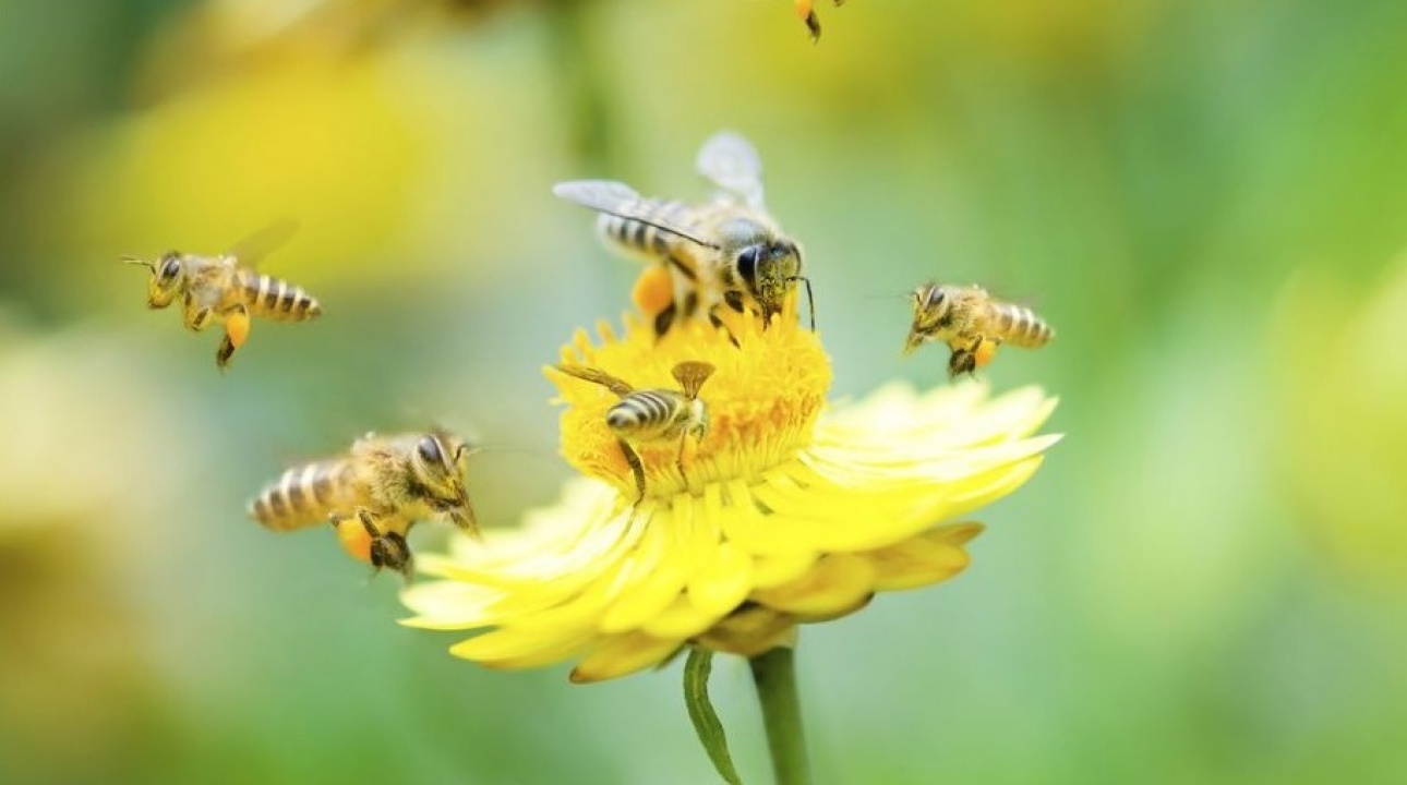 Több mint 3000 méhész jelzett az elmúlt hetekben méhpusztulást, az okok még ismeretlenek
