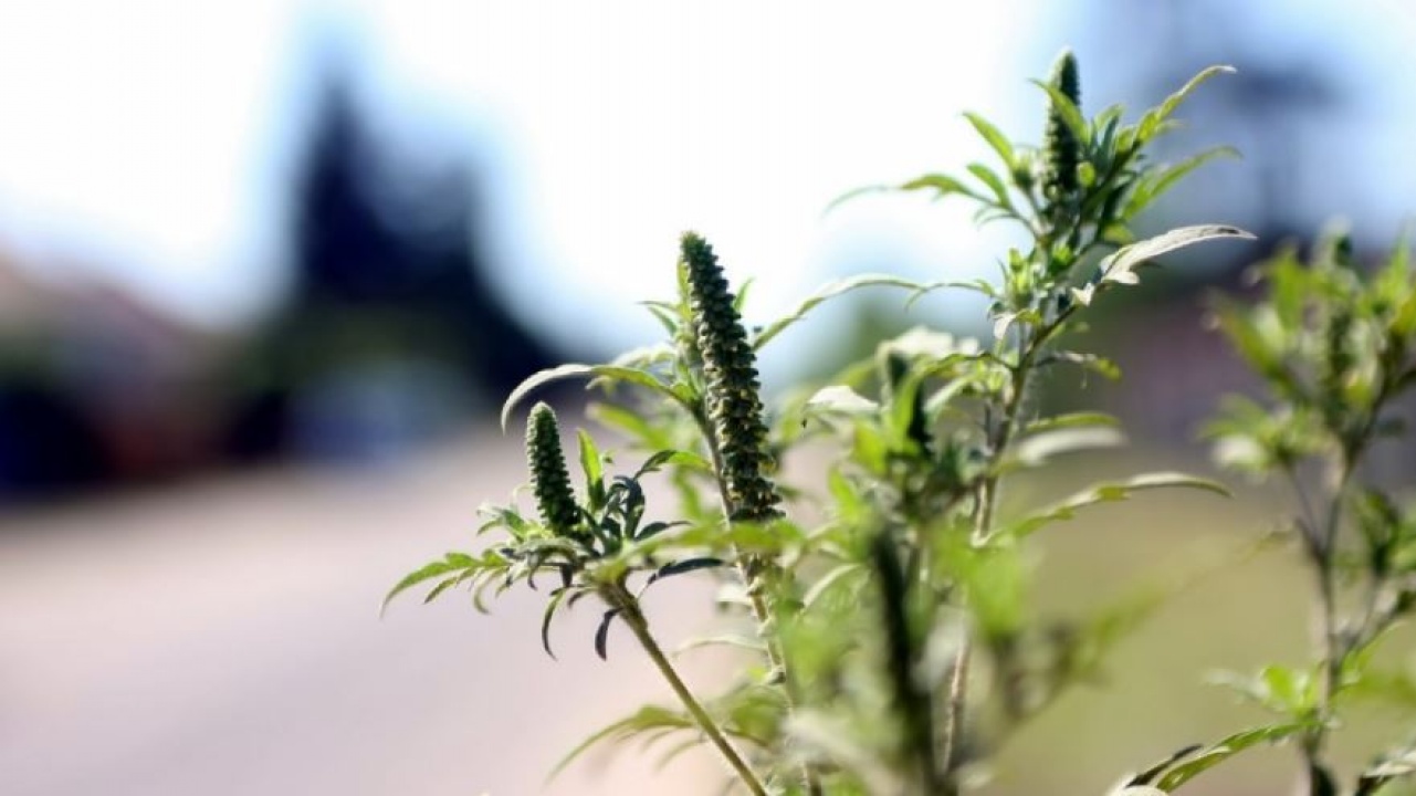 Már tüneteket okoz a parlagfű