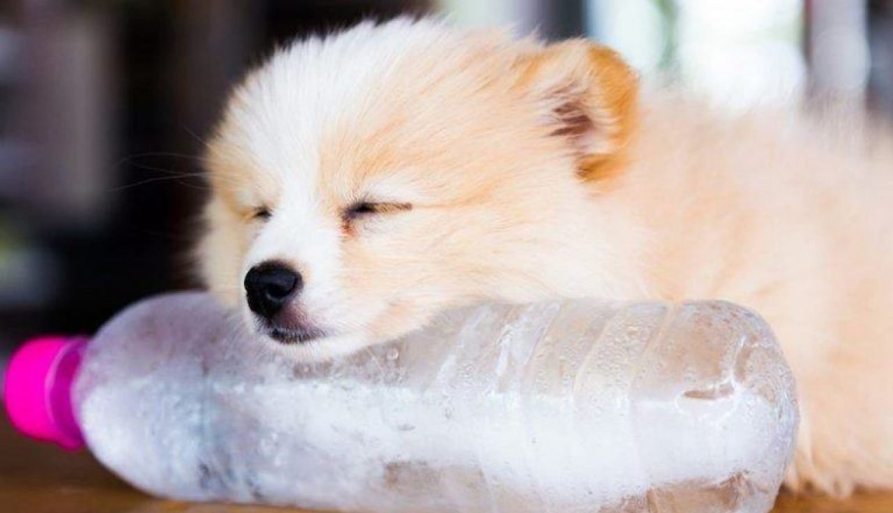 Házi kedvenceinket is hőguta fenyegeti