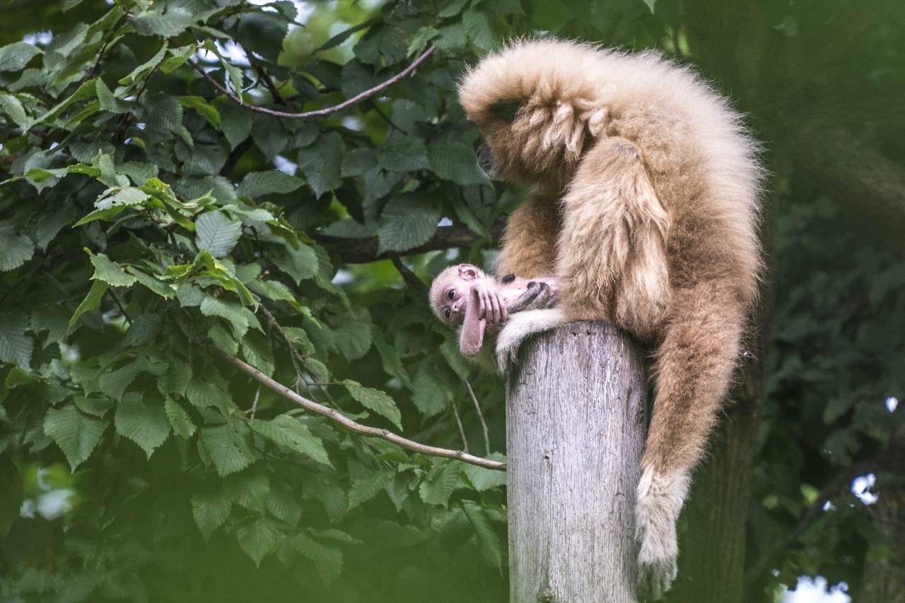 Szenzáció – Fehérkezű gibbon született a Nyíregyházi Állatparkban, íme a legfrissebb fotók