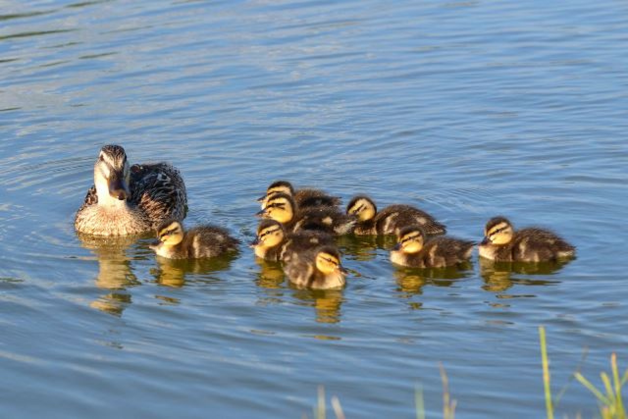 Tilos a madarak etetése a Bujtosi-tavon – Több tőkés réce is elpusztult az elmúlt hetekben