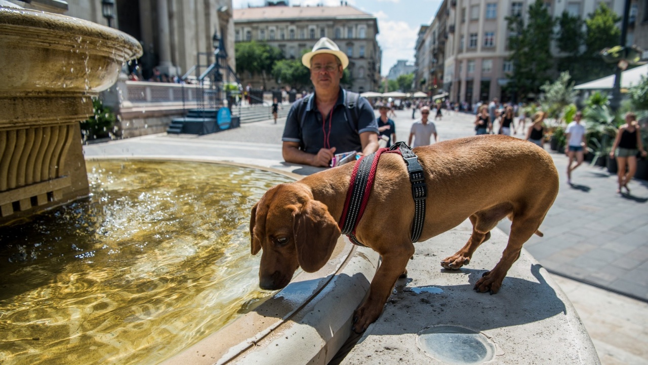 Fokozottan kell vigyázni az állatokra a kánikulában