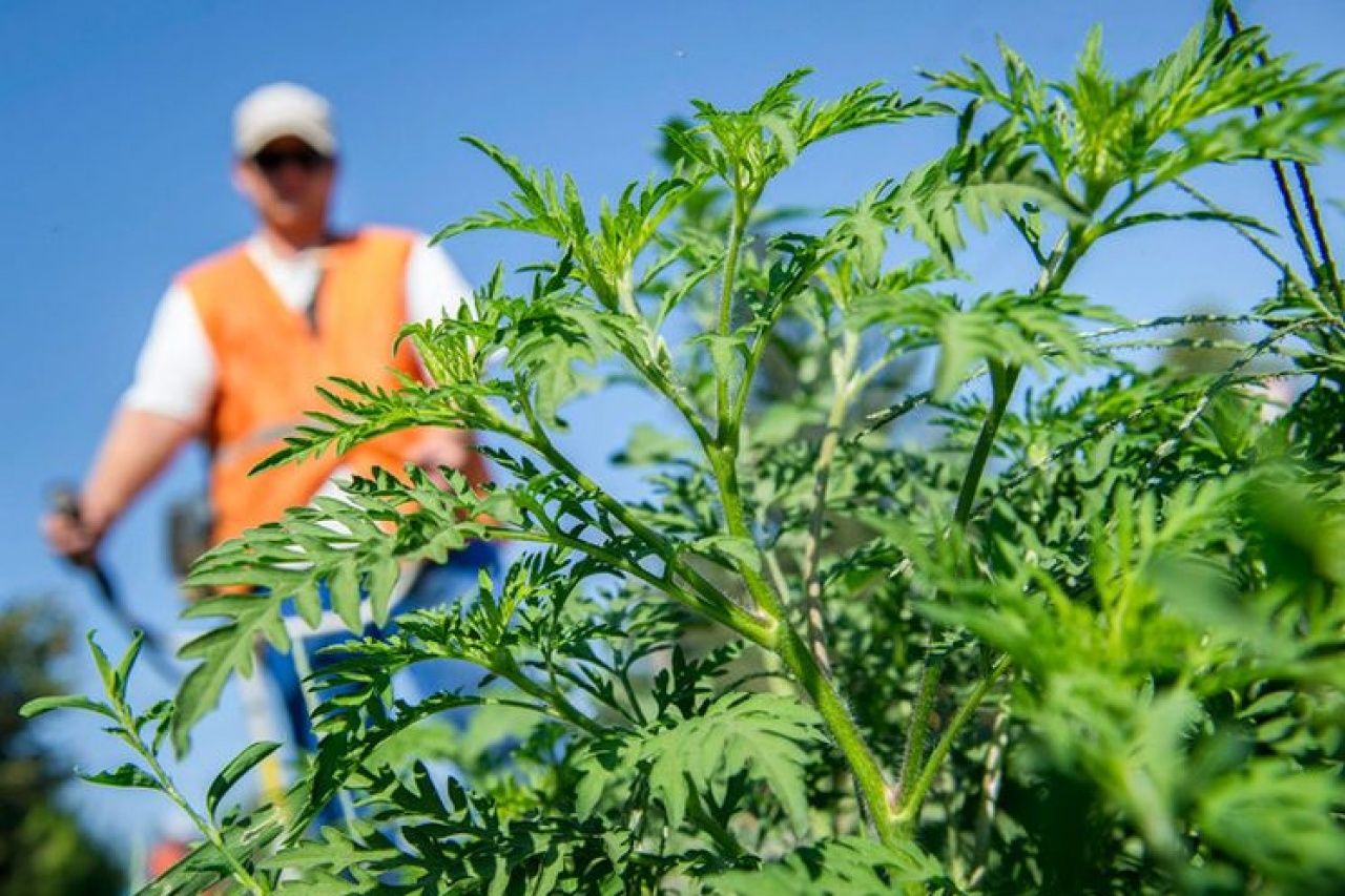 Rossz hír az allergiásoknak – Nő a parlagfű pollenkoncentrációja
