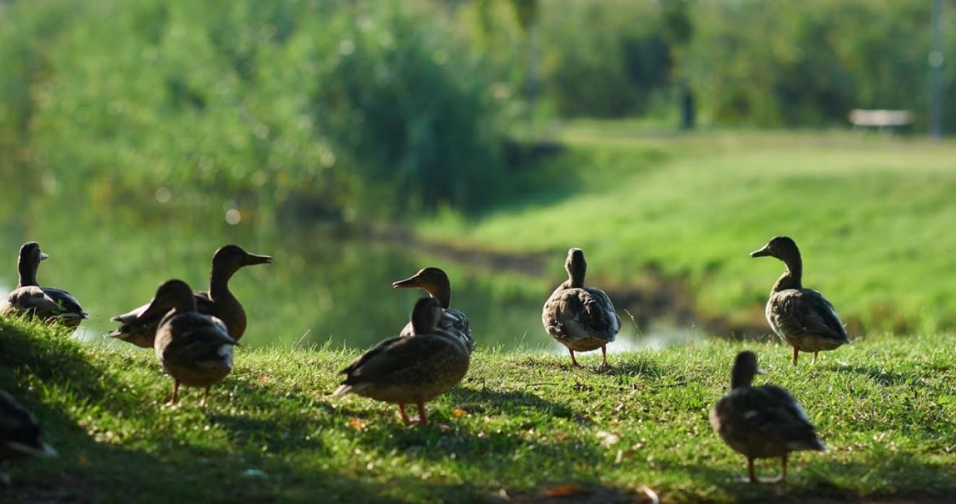 Kacsamesék a Bujtosról