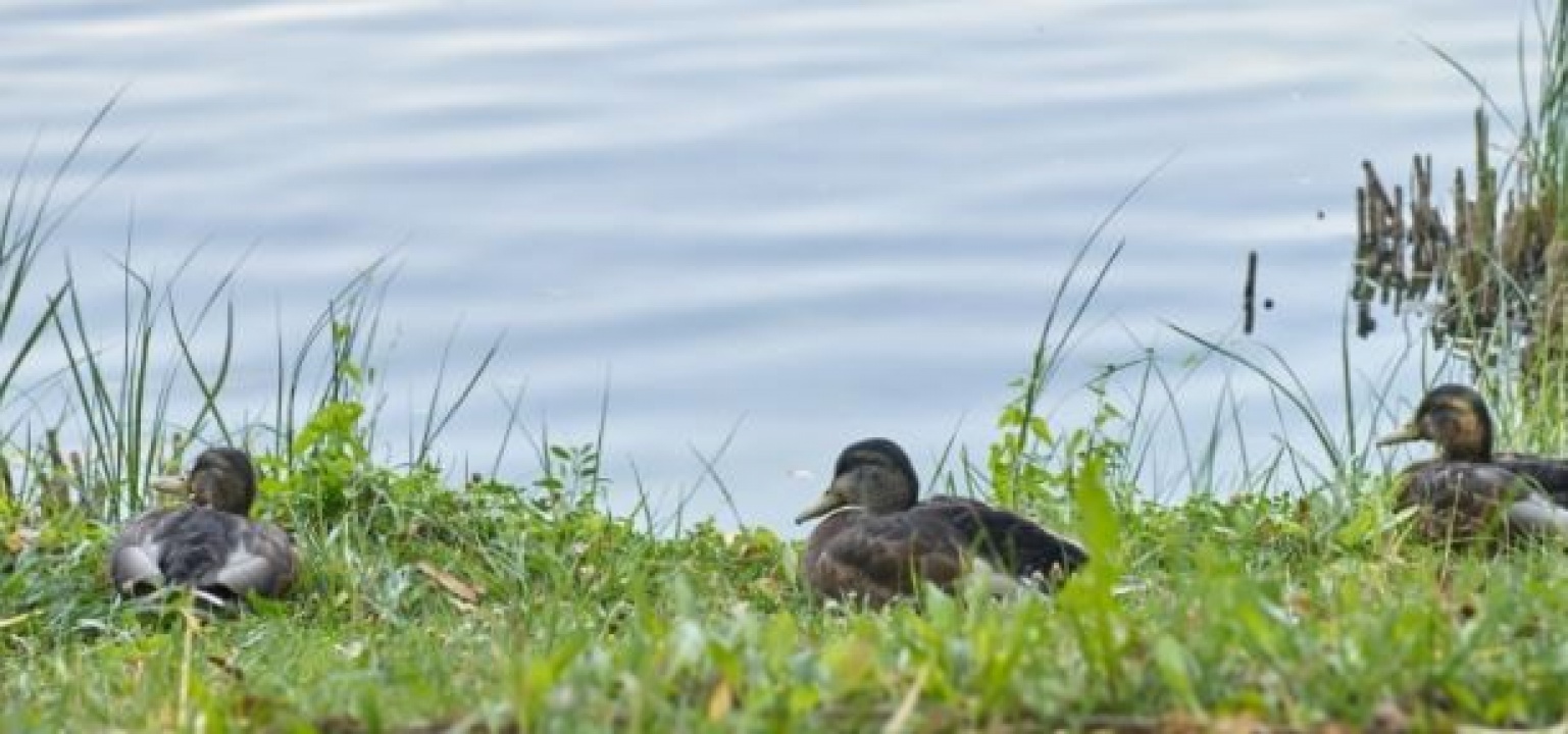 Ne etessék a madarakat!