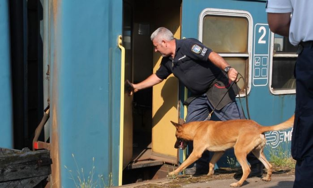 Szolgálati kutyás verseny