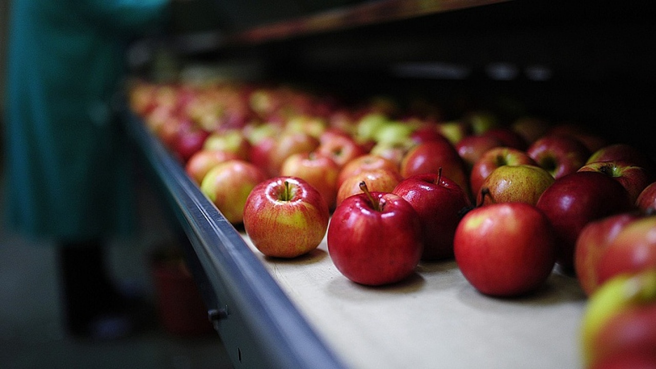 Alma-ügy – A vajai feldolgozóval már megegyeztek az almatermelők, elkezdődött a szállítás