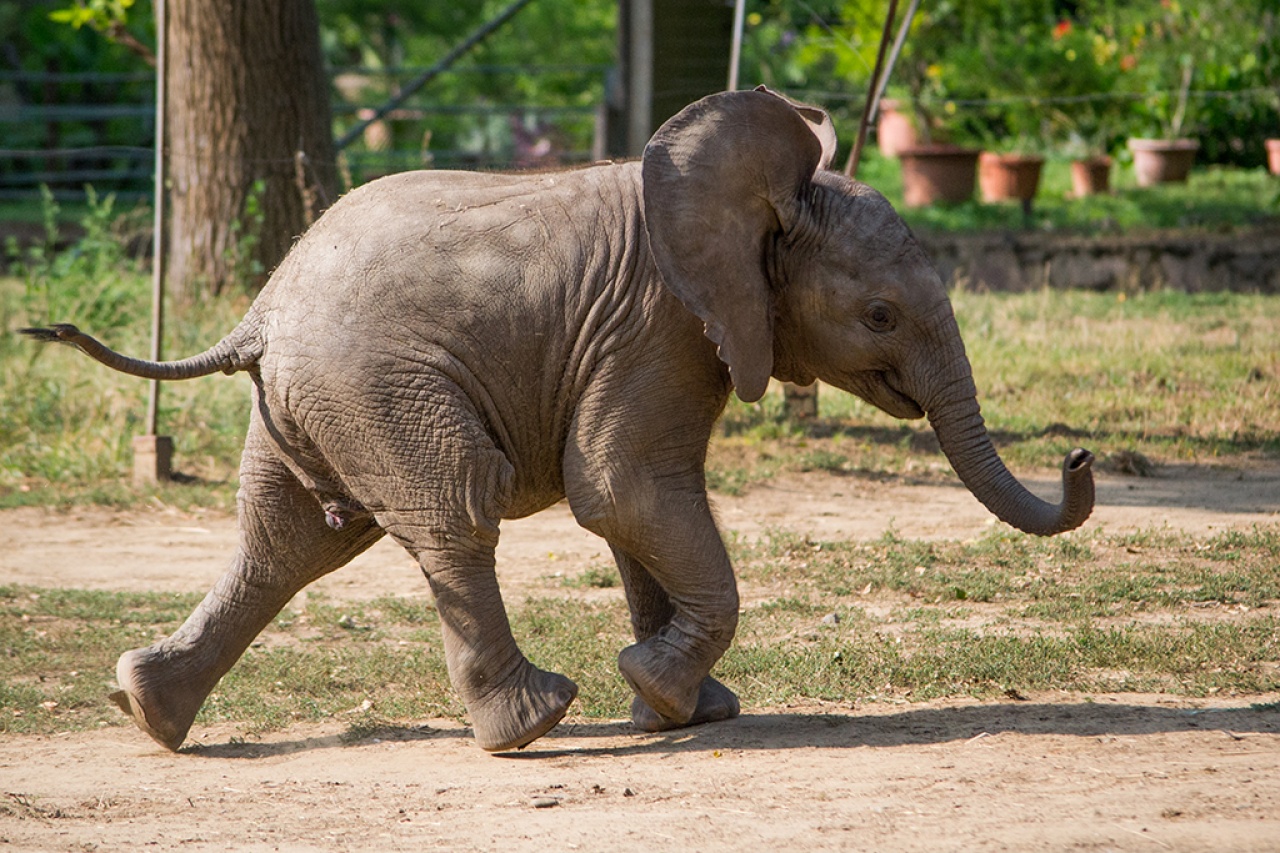 Keresztszülő kerestetik – Adj nevet a Nyíregyházi Állatpark kis afrikai elefántjának!