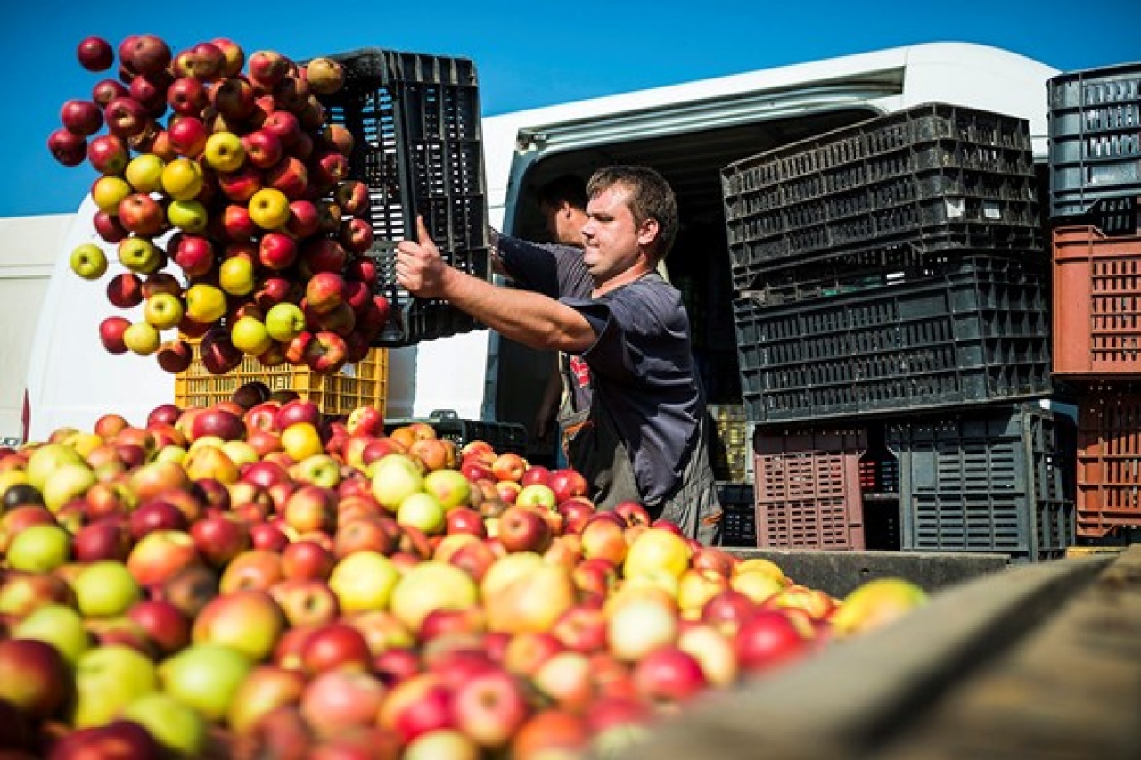 Hetente négyszer tejet és gyümölcsöt kap félmillió diák az iskolában