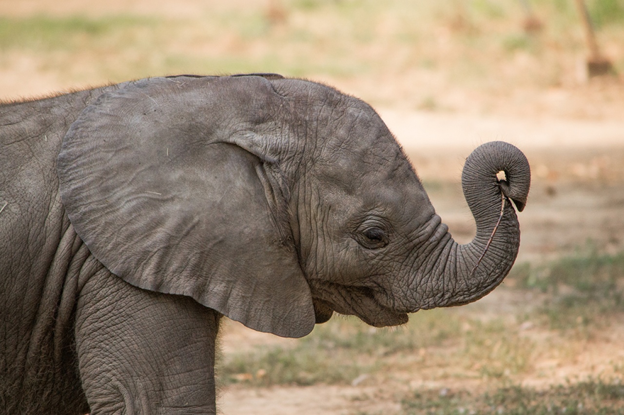 Név kerestetik a Nyíregyházi Állatpark júniusban született afrikai elefántjának!